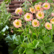 Trädgårdsnejlikrot - Geum hybr. Mai Tai ® (Krukstorlek: 0,5-1L)