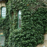 Storbladig Murgröna - Hedera hibernica (helix hibernica) (Storlek: 60-80 C2)