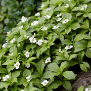 Amerikanskt Hönsbär - Cornus canadensis (Krukstorlek: 0,5-1L)