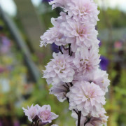 Trädgårdsriddarsporre - Delphinium elatum Highlander Cha Cha ® (Krukstorlek: C2)
