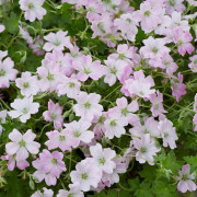 Trädgårdsnäva - Geranium hybr. Dreamland ® (Krukstorlek: 3L)