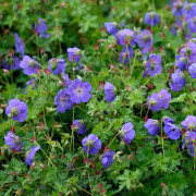 Trådgårdsnäva - Geranium hybr. Rozanne ® (Krukstorlek: 0,5-1L)