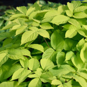 Sallatsaralia - Aralia cordata Sun King ® (Krukstorlek: 0,5-1L)