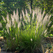 Diamantrör, Diamantgräs - Calamagrostis brachytricha (Krukstorlek: 2L)