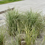 Tuvrör - Calamagrostis acutiflora Overdam (Krukstorlek: 0,5-1L)