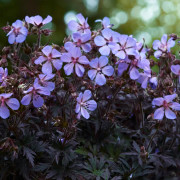 Ängsnäva - Geranium pratense Midnight Reiter (Krukstorlek: 0,5-1L)
