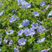 Trädgårdsnäva - Geranium hybr. Azure Rush ® (Krukstorlek: 0,5-1L)