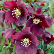 Hybridjulros - Helleborus x hybridus Red Lady (Krukstorlek: SQ1)