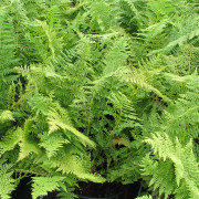 Majbräken - Athyrium filix-femina (Krukstorlek: 0,5-1L)