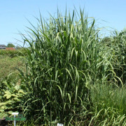 Elefantgräs - Miscanthus x giganteus (floridulus) (Krukstorlek: 2L)