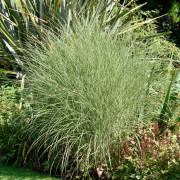 Glansmiskantus - Miscanthus sinensis Morning Light (Krukstorlek: 2L)