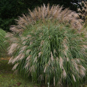 Glansmiskantus - Miscanthus sinensis Herman Müssel (Krukstorlek: 0,5-1L)