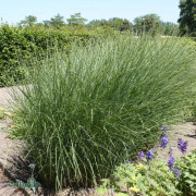 Glansmiskantus - Miscanthus sinensis Gracillimus (Krukstorlek: 3,5L)
