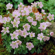 Blodnäva - Geranium sanguineum Apple Blossom (Krukstorlek: 0,5-1L)