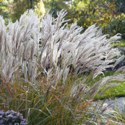 Glansmiskantus - Miscanthus sinensis Ferner Osten (Krukstorlek: 5L)