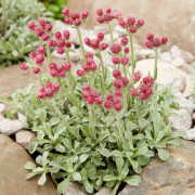 Kattfot - Antennaria dioica Rubra (Krukstorlek: C11,5cm)