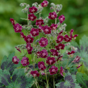 Brunnäva - Geranium phaeum Samobor (Krukstorlek: 0,5-1L)