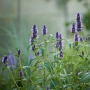 Anisisop - Agastache hybr. Black Adder (Krukstorlek: 0,5-1L)