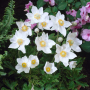 Tovsippa - Anemone sylvestris (Krukstorlek: 0,5-1L)