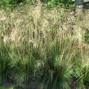 Tuvtåtel - Deschampsia cespitosa Goldschleier (Krukstorlek: 2L)