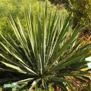 Fiberpalmlilja - Yucca filamentosa (Krukstorlek: 0,5-1L)