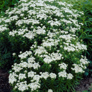 Nysört - Achillea ptarmica Nana Compacta (Storlek: 0,5-1L)