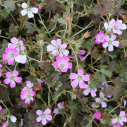 Trädgårdsnäva - Geranium hybr. Orkney Cherry ® (Krukstorlek: 0,5-1L)