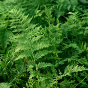 Majbräken - Athyrium filix-femina var. angustum Lady in Red (Krukstorlek: 0,5-1L)