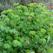 Pimpinell - Sanguisorba minor (Krukstorlek: 0,5-1L)