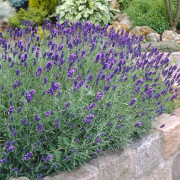 Lavendel - Lavandula angustifolia Munstead (Krukstorlek: 3L)