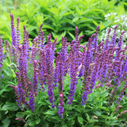 Stäppsalvia - Salvia nemorosa Ostfriesland (Krukstorlek: 3L)