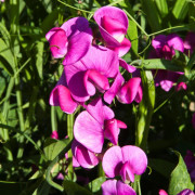 Luktärt, Rosenvial - Lathyrus latifolius Red Pearl (Krukstorlek: 0,5-1L)