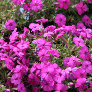 Kuddflox - Phlox douglasii Red Admiral (Krukstorlek: 0,5-1L)