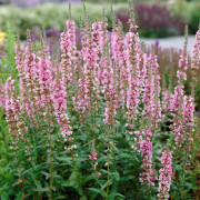 Fackelblomster - Lythrum salicaria Blush (Krukstorlek: 0,5-1L)