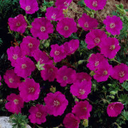Blodnäva - Geranium sanguineum Max Frei (Krukstorlek: 0,5-1L)