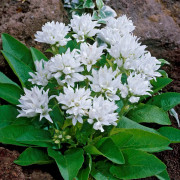 Toppklocka - Campanula glomerata Alba (Krukstorlek: 0,5-1L)