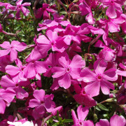 Mossflox - Phlox subulata Mac Daniel´s Cushion (Krukstorlek: 0,5-1L)