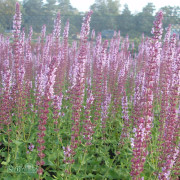 Stäppsalvia - Salvia nemorosa Amethyst (Krukstorlek: 0,5-1L)