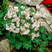 Biokovonäva - Geranium x cantabrigiense Biokovo (Krukstorlek: 0,5-1L)