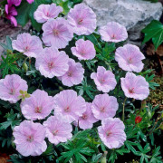 Jungfrunäva - Geranium sanguineum var. striatum (Krukstorlek: 0,5-1L)