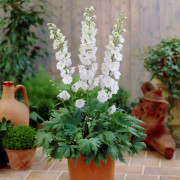 Trädgårdsriddarsporre - Delphinium elatum Magic Fountains White (Krukstorlek: 0,5-1L)