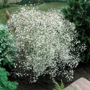 Gypsophila paniculata Bristol Fairy, Brudslöja, barrot 3st - Gypsophila paniculata Bristol Fairy