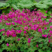Flocknäva - Geranium macrorrhizum Bevan´s Variety (Krukstorlek: 0,5-1L)