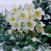 Julros - Helleborus niger (Krukstorlek: 0,5-1L)