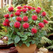 Temynta - Monarda didyma Fireball ® (Krukstorlek: SQ1)