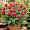 Temynta - Monarda didyma Fireball ® (Krukstorlek: SQ1)
