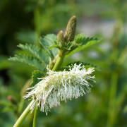 Rosenpimpinell - Sanguisorba obtusa Alba (Krukstorlek: 0,5-1L)