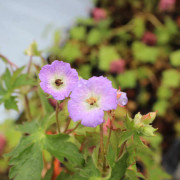 Fläcknäva - Geranium maculatum Vickie Lynn ® (Krukstorlek: 0,5-1L)