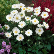 Stor Höstanemon - Anemone x hybrida Whirlwind (Krukstorlek: 0,5-1L)