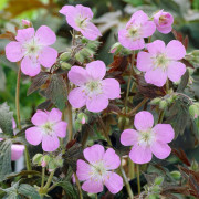 Fläcknäva - Geranium maculatum Espresso (Krukstorlek: 0,5-1L)
